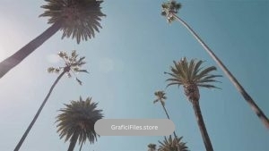 فوتیج درخت نخل Palm Trees Slow Drive