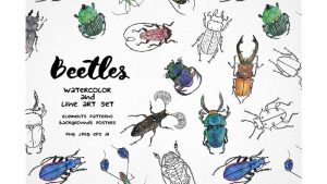دانلود کلیپ آرت سوسک Beetles