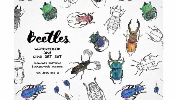 دانلود کلیپ آرت سوسک Beetles