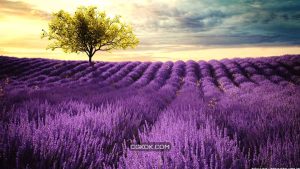 دانلود مدل سه بعدی گل از VIZPARK