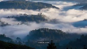 فوتیج مه بر فراز جنگل Fog Over The Forest