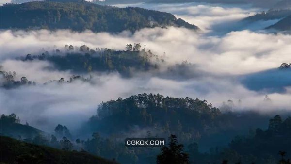فوتیج مه بر فراز جنگل Fog Over The Forest
