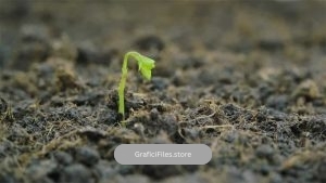 فوتیج نهال در حال رشد Growing Seedling Emerges