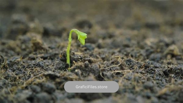 فوتیج نهال در حال رشد Growing Seedling Emerges