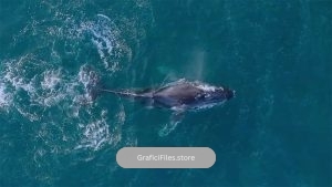 فوتیج بازی نهنگ کوهان‌ دار Humpback Whale Playing