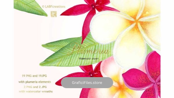 دانلود کلیپ آرت گل های گرمسیری Plumeria Tropical watercolor flowers
