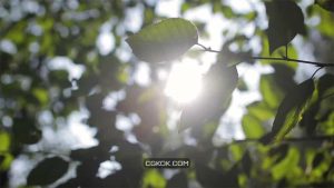 فوتیج نور خورشید از میان برگ درختان Sun Flare Between Green Leaves