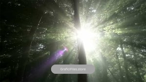 فوتیج نور خورشید در جنگل سبز Sunlight In Green Forest