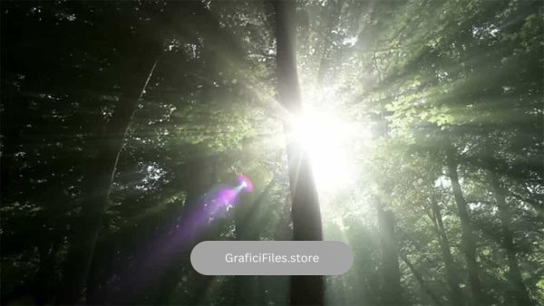 فوتیج نور خورشید در جنگل سبز Sunlight In Green Forest
