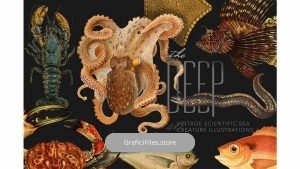 دانلود کلیپ آرت موجودات دریایی The Deep Sea Creature Illustrations